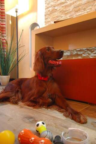 Отель Ioana Hotel Синая Happy Feet - pet friendly double room without balcony-3