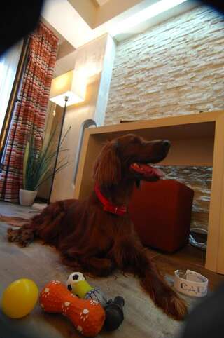 Отель Ioana Hotel Синая Happy Feet - pet friendly double room without balcony-4